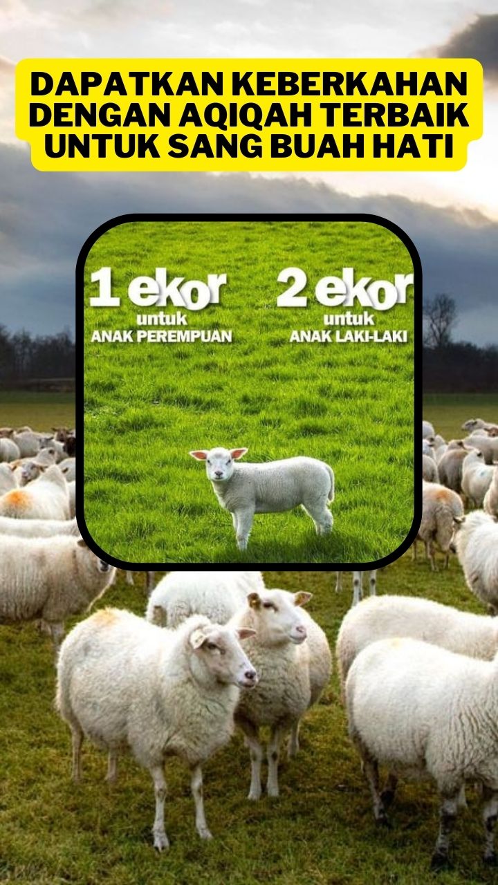 Daftar Harga Paket Fatimah Aqiqah
