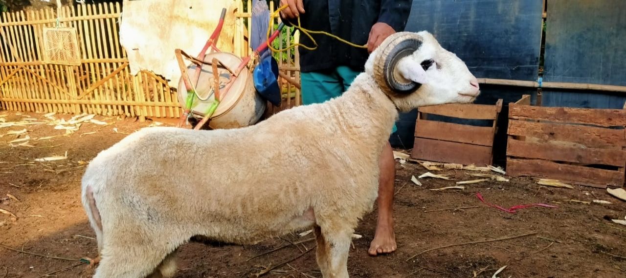Gratis Biaya Pemotongan Daging Kambing Fatimah Aqiqah